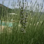 Séjour à la ferme Tre Monti Meggiano