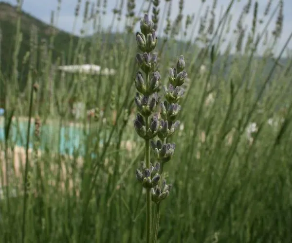 Farma Tre Monti Meggiano